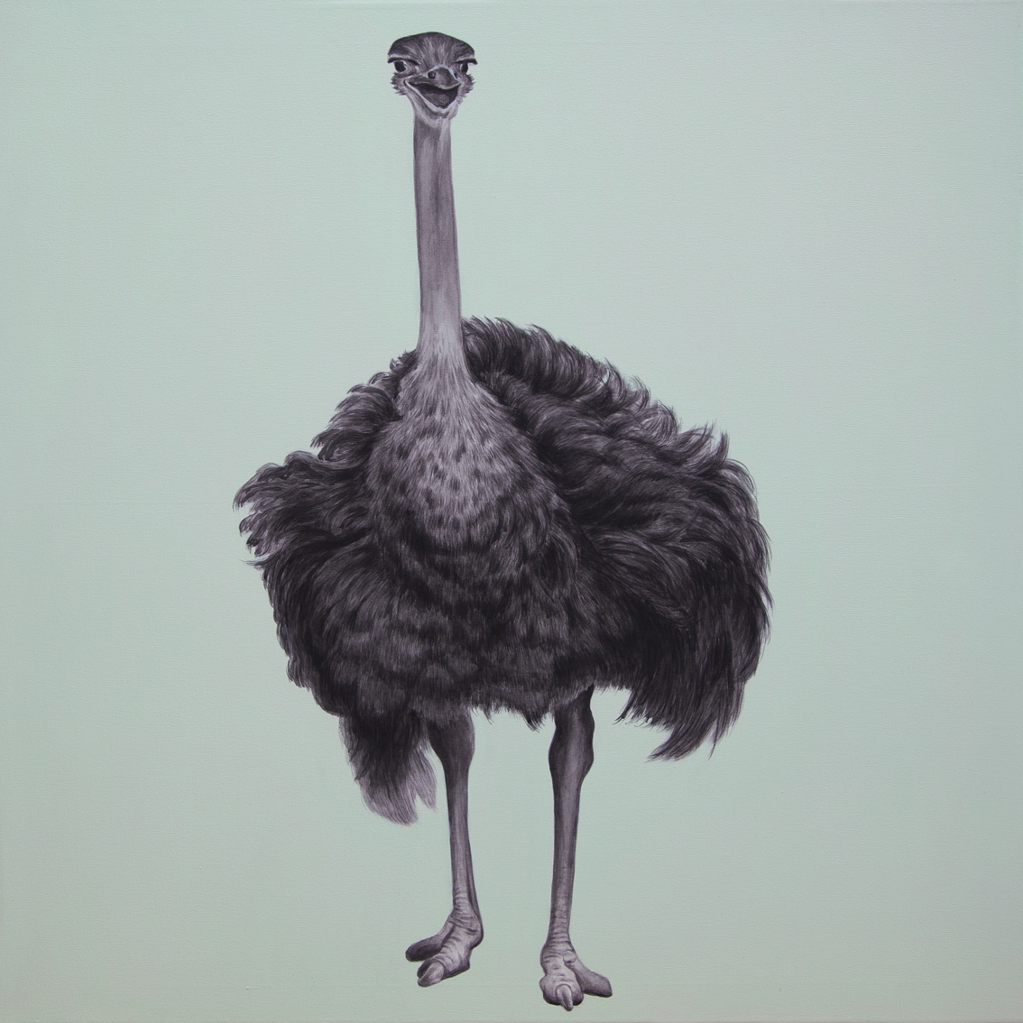 Ostrich